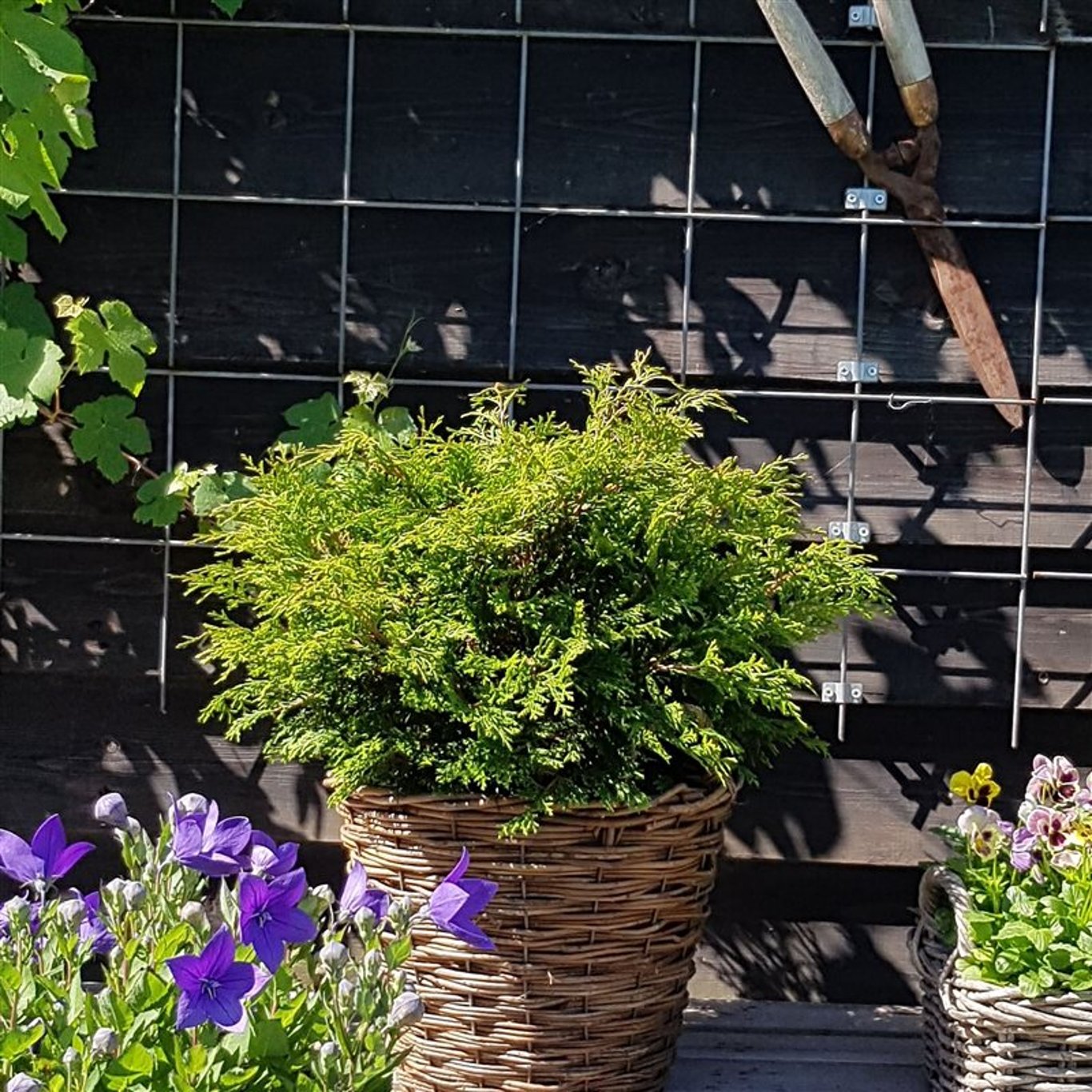 Ädelcypress – Chamaecyparis obtusa 'Pygmaea' - C3 25-30 CM